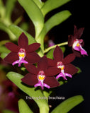 Trichoglottis brachiata – Rare Species, honey fragrant! - Orchid Design