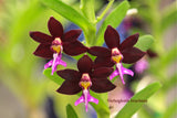 Trichoglottis brachiata – Rare Species, honey fragrant! - Orchid Design