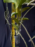Trichoglottis brachiata – Rare Species, honey fragrant! - Orchid Design
