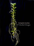 Trichoglottis brachiata – Rare Species, honey fragrant! - Orchid Design