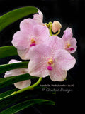Vanda Dr. Della Suantio Lee SG – Gorgeous Pink - Orchid Design