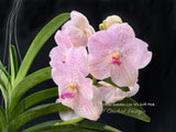 Vanda Dr. Della Suantio Lee SG – Gorgeous Pink - Orchid Design