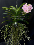 Vanda Dr. Della Suantio Lee SG – Gorgeous Pink - Orchid Design