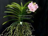 Vanda Dr. Della Suantio Lee SG – Gorgeous Pink - Orchid Design