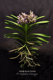 Vanda Kyra Green 'Minghus' AM/AOS – Sweet Fragrant! - Orchid Design
