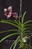 Vanda Legacy 'Black' – Nice shape! - Orchid Design