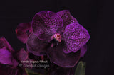 Vanda Legacy 'Black' – Nice shape! - Orchid Design