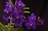 Vanda Pachara Delight 'Pachara' FCC/JOGA – Best Blue Vanda - Orchid Design
