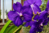 Vanda Pachara Delight 'Pachara' FCC/JOGA – Best Blue Vanda - Orchid Design