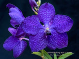 Vanda Pakchong Blue FCC/AOS - Huge Plant! - Orchid Design