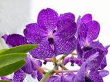 Vanda Pakchong Blue FCC/AOS - Huge Plant! - Orchid Design