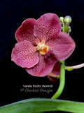 Vanda Pedro Bonetti – Orange & Red Spots - Orchid Design
