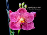 Vanda Pedro Bonetti – Orange & Red Spots - Orchid Design