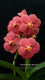 Vanda Pedro Bonetti – Orange & Red Spots - Orchid Design