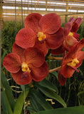 Vanda Pedro Bonetti – Orange & Red Spots - Orchid Design