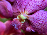Vanda Pedro Bonetti – Orange & Red Spots - Orchid Design