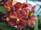 Vanda Pedro Bonetti – Orange & Red Spots - Orchid Design