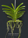Vanda Pedro Bonetti – Orange & Red Spots - Orchid Design