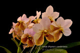 Vanda Piyarat x Vanda sanderiana – Fragrance - Orchid Design