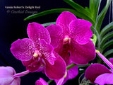 Vanda Robert's Delight Red – Impressive Flowers! - Orchid Design