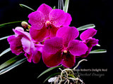 Vanda Robert's Delight Red – Impressive Flowers! - Orchid Design