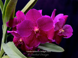 Vanda Robert's Delight Red – Impressive Flowers! - Orchid Design