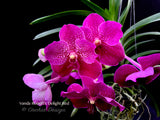 Vanda Robert's Delight Red – Impressive Flowers! - Orchid Design