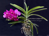 Vanda Robert's Delight Red – Impressive Flowers! - Orchid Design