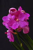 Vanda Siriporn Pink 'Sathian' - Orchid Design