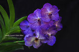 Vanda Somsri Glory 'Blue' – Non-Stop Bloomer - Orchid Design