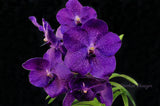 Vanda Yano Blue – Huge purple - Orchid Design