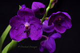 Vanda Yano Blue – Huge purple - Orchid Design