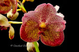 Lovely Vanda [(Ponpimol x Manuvadee) x Kultana Blue] - Orchid Design