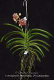 Lovely Vanda [(Ponpimol x Manuvadee) x Kultana Blue] - Orchid Design