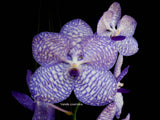 Vanda coerulea, Cool species, blooming size! - Orchid Design