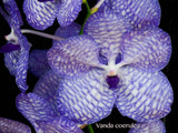 Vanda coerulea, Cool species, blooming size! - Orchid Design