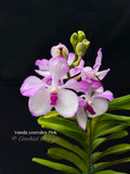 Vanda coerulea Pink, Rare species, Large Blooming Size - Orchid Design
