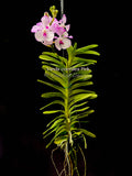 Vanda coerulea Pink, Rare species, Large Blooming Size - Orchid Design