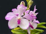 Vanda coerulea Pink, Rare species, Large Blooming Size - Orchid Design