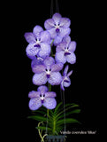 Vanda coerulea, Cool species, blooming size! - Orchid Design