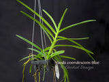 Vanda coerulescens Blue, species, fragrant, large blooming size! - Orchid Design
