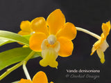 Vanda denisoniana - Orchid Design