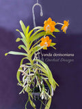 Vanda denisoniana - Orchid Design