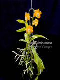 Vanda denisoniana - Orchid Design