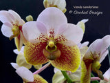 Vanda sanderiana – the Queen – Rare Species - Orchid Design