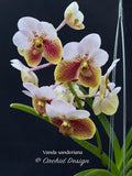 Vanda sanderiana – the Queen – Rare Species - Orchid Design