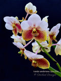 Vanda sanderiana – the Queen – Rare Species - Orchid Design