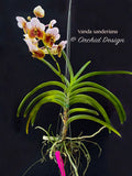 Vanda sanderiana – the Queen – Rare Species - Orchid Design