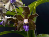 Vanda tessellata 'Blue', Cool, Fragrant - Orchid Design