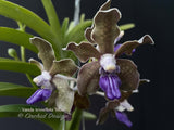 Vanda tessellata 'Blue', Cool, Fragrant - Orchid Design